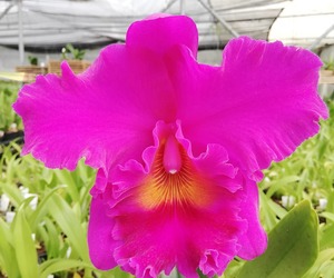 Rhyncholaeliocattelya Cornerstone 'Orchis'