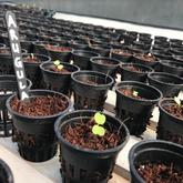 Rocket - Argula - Apura - Gansbaai