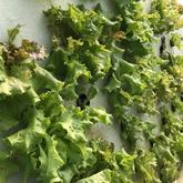 Lettuce - Apura - Gansbaai