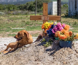 Stanford Pet Feeding Project