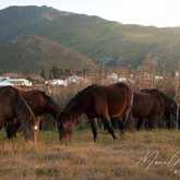 Wild Horses in Kleinmond - Monette's Bridal Studio