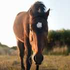 Wild Horses in Kleinmond - Monette's Bridal Studio Wild Horses in Kleinmond - Monette's Bridal Studio