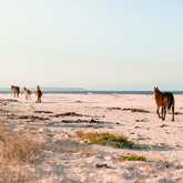 Wild Horses in Kleinmond - Monette's Bridal Studio