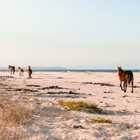 Wild Horses in Kleinmond - Monette's Bridal Studio Wild Horses in Kleinmond - Monette's Bridal Studio