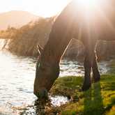 Wild Horses in Kleinmond - Monette's Bridal Studio