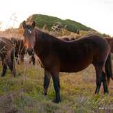 Wild Horses in Kleinmond - Monette's Bridal Studio
