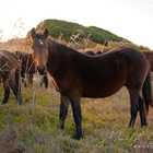 Wild Horses in Kleinmond - Monette's Bridal Studio Wild Horses in Kleinmond - Monette's Bridal Studio