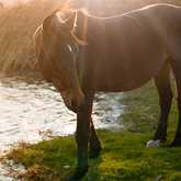 Wild Horses in Kleinmond - Monette's Bridal Studio