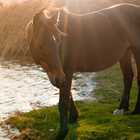 Wild Horses in Kleinmond - Monette's Bridal Studio Wild Horses in Kleinmond - Monette's Bridal Studio