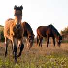 Wild Horses in Kleinmond - Monette's Bridal Studio Wild Horses in Kleinmond - Monette's Bridal Studio