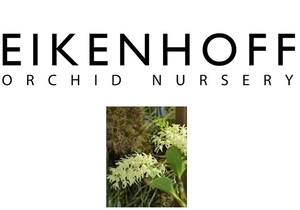 Dendrobium Speciosum 'Compacta'