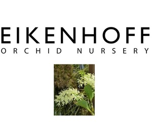 Dendrobium Speciosum 'Compacta'