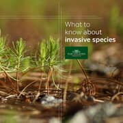 How Alien Plant Species Could Invade Your Sale