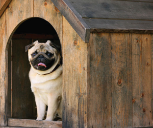 DIY: Building a Dog Kennel