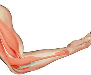 How To Restore Aging Muscles