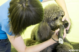 Canine Couture Joined NPGASA