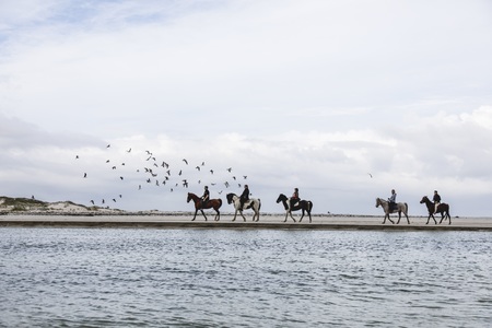 gansbaai_things_to_do_outdoor_adventures_horse_riding_gansbaai_beach_1497859229_1593526024