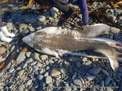 Orca predation on Great White Shark in Gansbaai, South Africa