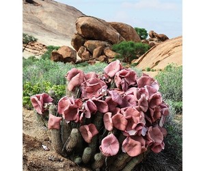 Hoodia Gordonii