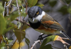 The Cape Batis