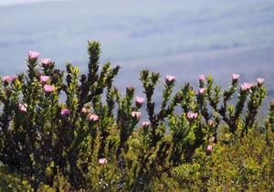 Birds of a feather, flock together