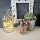 Plants - Lili & Co - Kleinmond