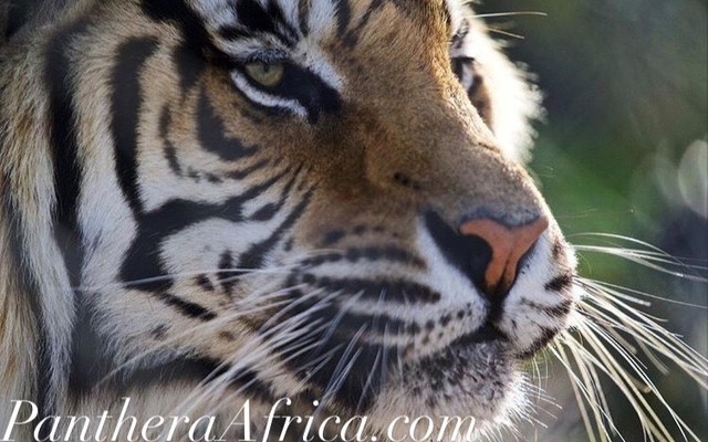 116790498_3313872778697624_1935236777756310093_n_1596198039