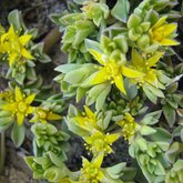  Aizoon rigidum var. augusttifolium 