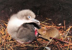 COVID 19 and the Albatrosses of Gough Island