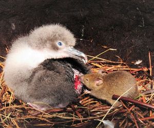 COVID 19 and the Albatrosses of Gough Island