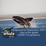 The 2020 Hermanus Whale Festival Postponed