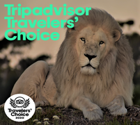 TripAdvisor Travelers' Choice Award 2020