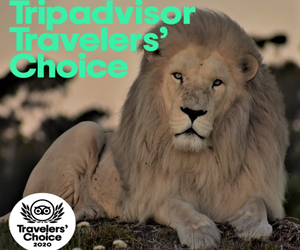 TripAdvisor Travelers' Choice Award 2020