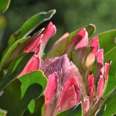 Fynbos - Duinefontein Game Farm - Gansbaai