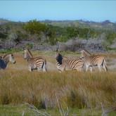 Burchell Zebra - Duinefontein Game Farm - Gansbaai