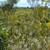 Fynbos - Duinefontein Game Farm - Gansbaai