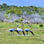 Blue Crane Birds - Duinefontein Game Farm - Gansbaai