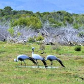 Blue Crane Birds - Duinefontein Game Farm - Gansbaai