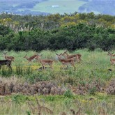Impala - Duinefontein Game Farm - Gansbaai