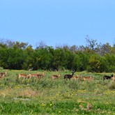 Impala - Duinefontein Game Farm - Gansbaai