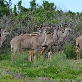 Kudu - Duinefontein Game Farm - Gansbaai