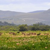 Mountain View - Duinefontein Game Farm - Gansbaai