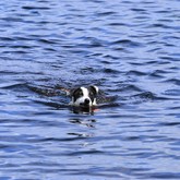 Pet Friendly - Duinefontein Game Farm - Gansbaai