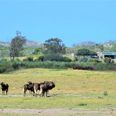 Melkboom Cottage - Duinefontein Game Farm - Gansbaai