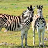 Burchell Zebra - Duinefontein Game Farm - Gansbaai