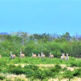 Cape Eland - Duinefontein Game Farm - Gansbaai