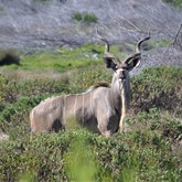 Kudu Bull - Duinefontein Game Farm - Gansbaai