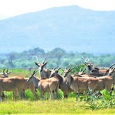 Cape Eland - Duinefontein Game Farm - Gansbaai