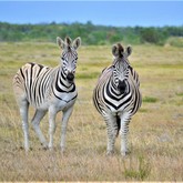 Burchell Zebra - Duinefontein Game Farm - Gansbaai