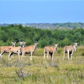 Cape Eland - Duinefontein Game Farm - Gansbaai